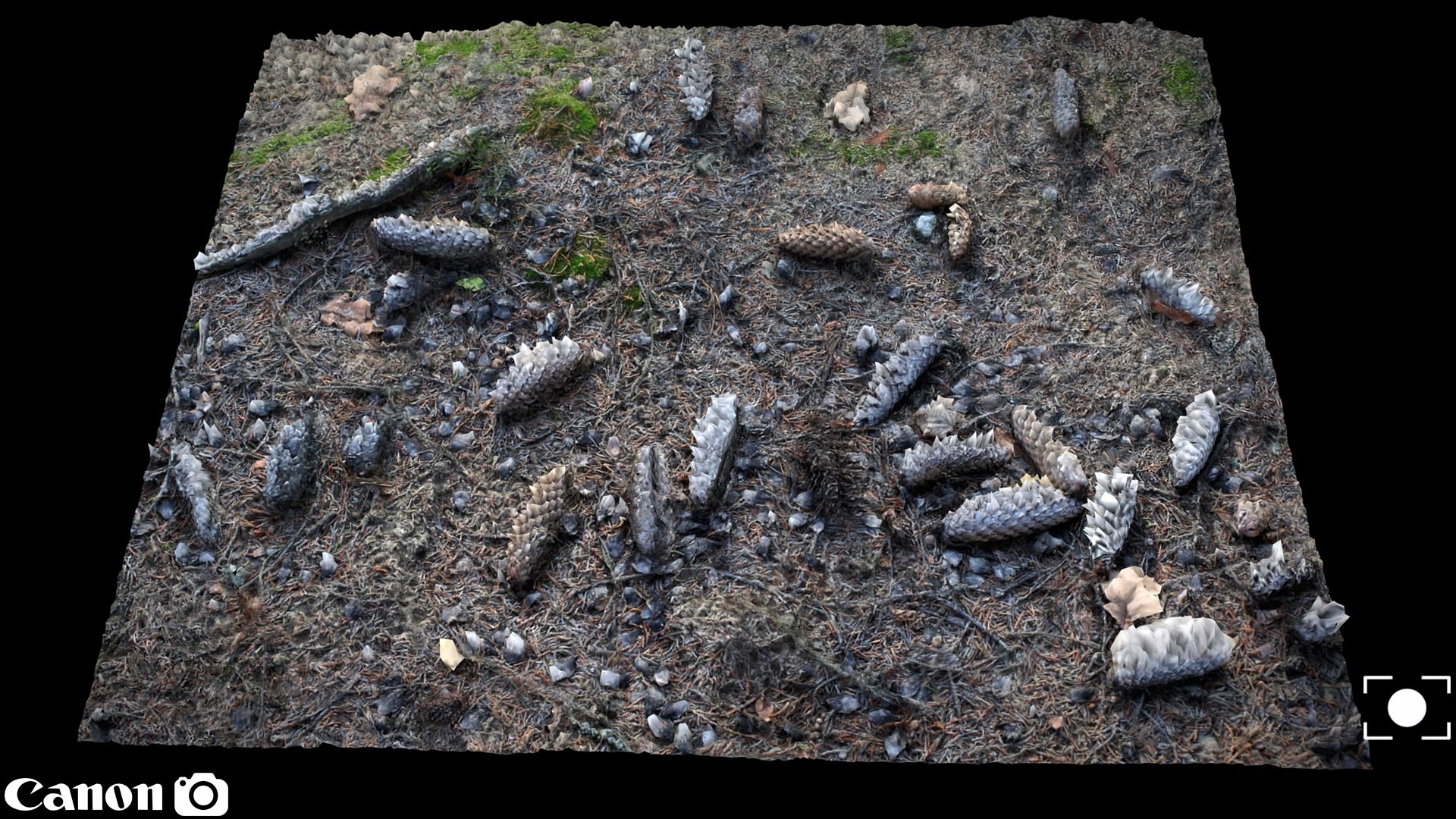 Free Forrest Ground Photogrammetry FREE Model - TurboSquid 2224593