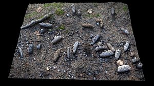 forrest ground photogrammetry FREE model