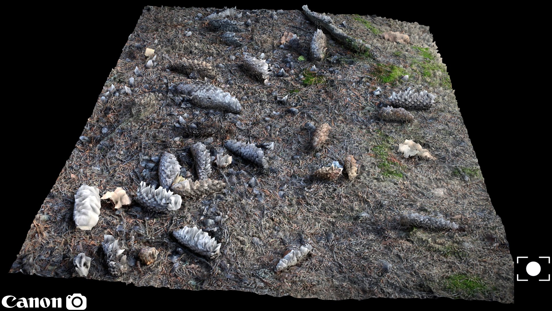Free Forrest Ground Photogrammetry FREE Model - TurboSquid 2224593