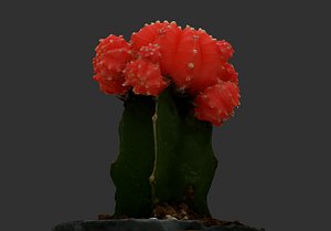 3D cactus photogrammetry ready