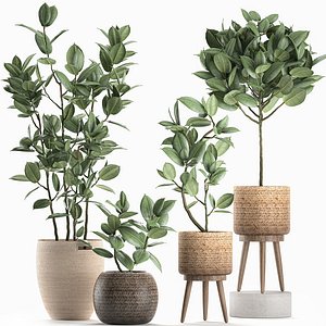 decorative interior baskets ficus 3D