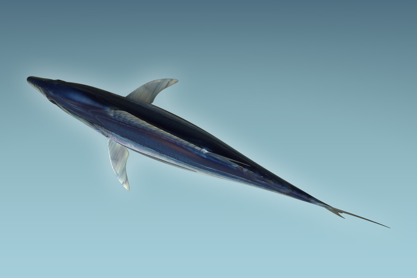 3D yellowfin tuna https://p.turbosquid.com/ts-thumb/Ox/Qh2efB/41vMXFS5/06/jpg/1504674344/1920x1080/fit_q87/a06c60083b16b340a347ece6b81c087622af5aa1/06.jpg