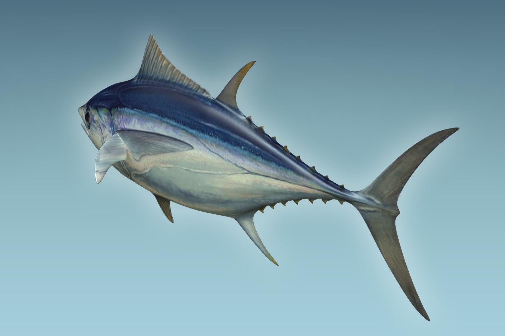 3D yellowfin tuna https://p.turbosquid.com/ts-thumb/Ox/Qh2efB/G47FlwhH/04/jpg/1504674188/1920x1080/fit_q87/a28fd6051bb175ff51abf7d7d17bf700fff86f24/04.jpg