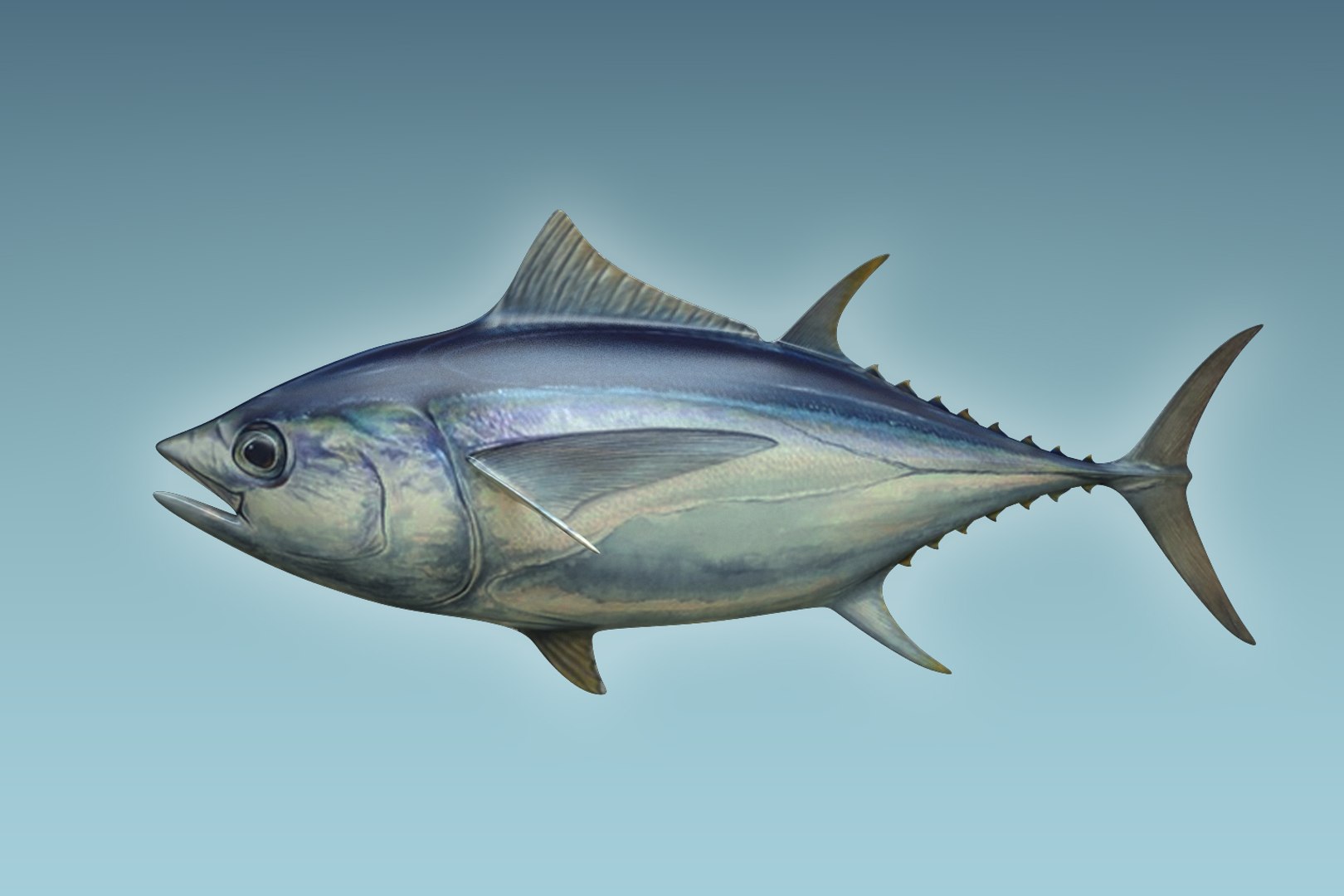 3D yellowfin tuna https://p.turbosquid.com/ts-thumb/Ox/Qh2efB/GxgUsh9r/02/jpg/1504674140/1920x1080/fit_q87/2b3e96ef51e2fc8c0754a7c40c2ad3962a8bb70b/02.jpg