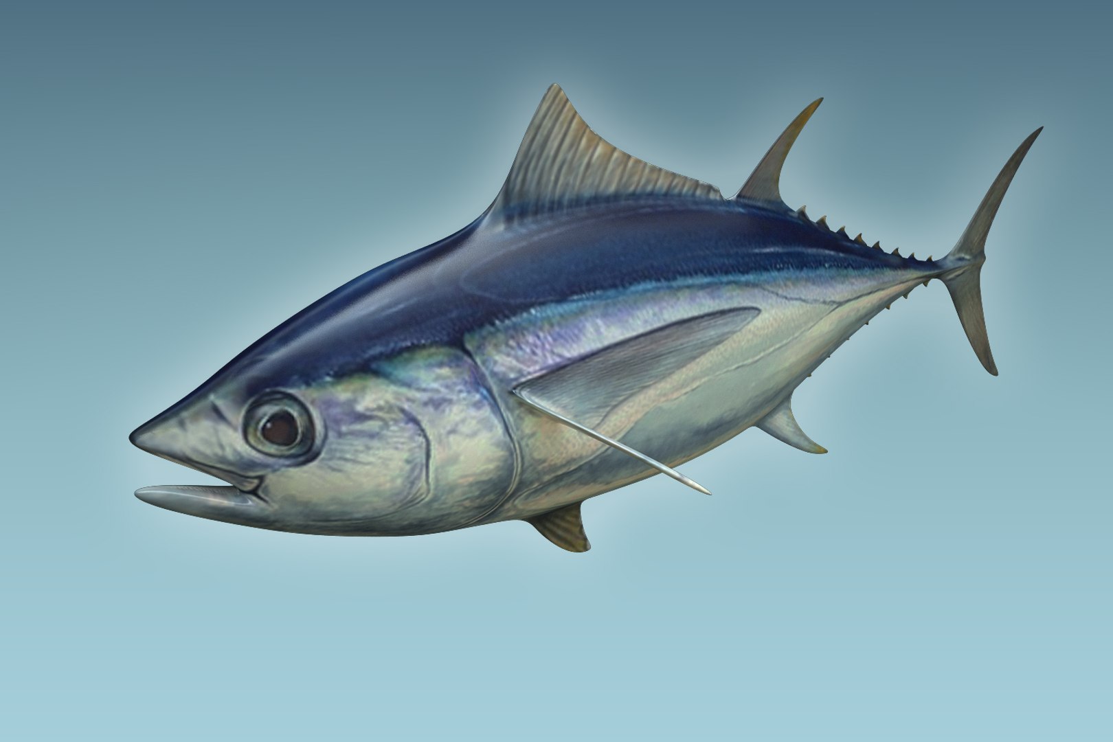 3D yellowfin tuna https://p.turbosquid.com/ts-thumb/Ox/Qh2efB/LXSd43R8/03/jpg/1504674267/1920x1080/fit_q87/3a1f5dc8334f4ec0485962ecb7e227f159938bee/03.jpg