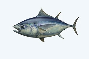 3D yellowfin tuna