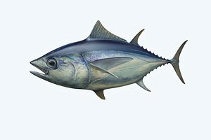 Yellowfin Tuna