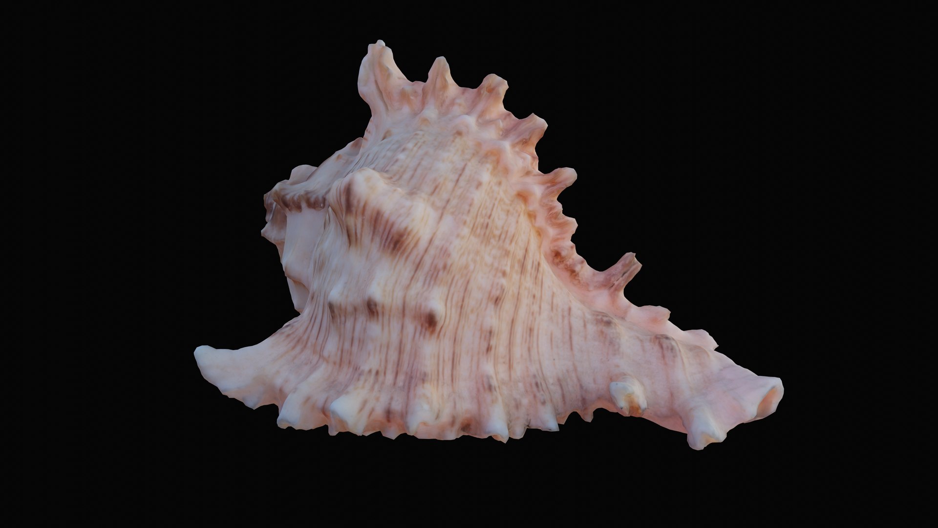 3D murex sea shell https://p.turbosquid.com/ts-thumb/Ox/VmygTb/0dFwMj45/1597944732550_turntable_9_blackbg/png/1601324490/1920x1080/fit_q87/b396ae0160385270d50259e9ae5812c2e7eb8352/1597944732550_turntable_9_blackbg.jpg