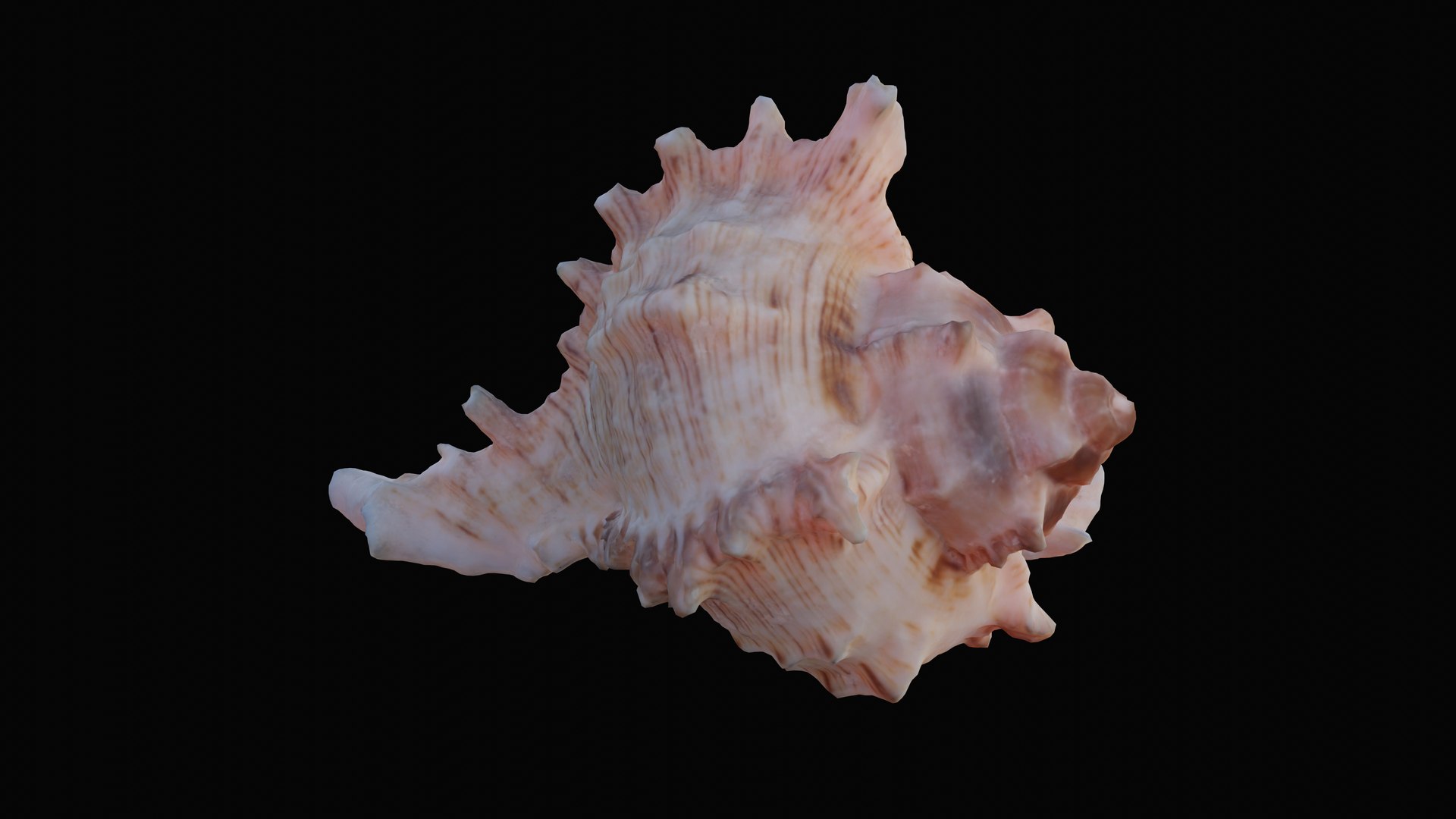 3D murex sea shell https://p.turbosquid.com/ts-thumb/Ox/VmygTb/8Hkp52uA/1597944553323_turntable_4_blackbg/png/1601324514/1920x1080/fit_q87/81e9ba9827d0d9ed3ff5c11a256f53b19ca271c7/1597944553323_turntable_4_blackbg.jpg