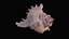 Small Murex Sea Shell