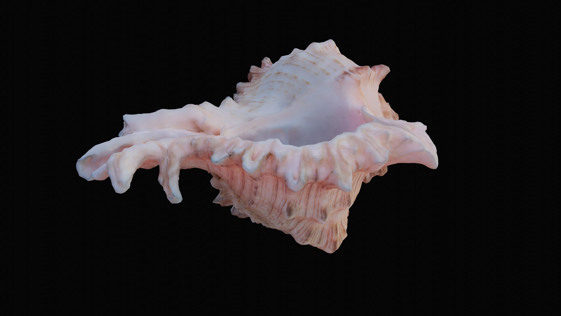 3D murex sea shell https://p.turbosquid.com/ts-thumb/Ox/VmygTb/9B1CU2q6/1597944905393_turntable_0_blackbg/png/1601324646/1920x1080/fit_q87/906a0f4ac13679ff61b1debc88d5a38b875e1a76/1597944905393_turntable_0_blackbg.jpg