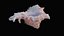 Small Murex Sea Shell