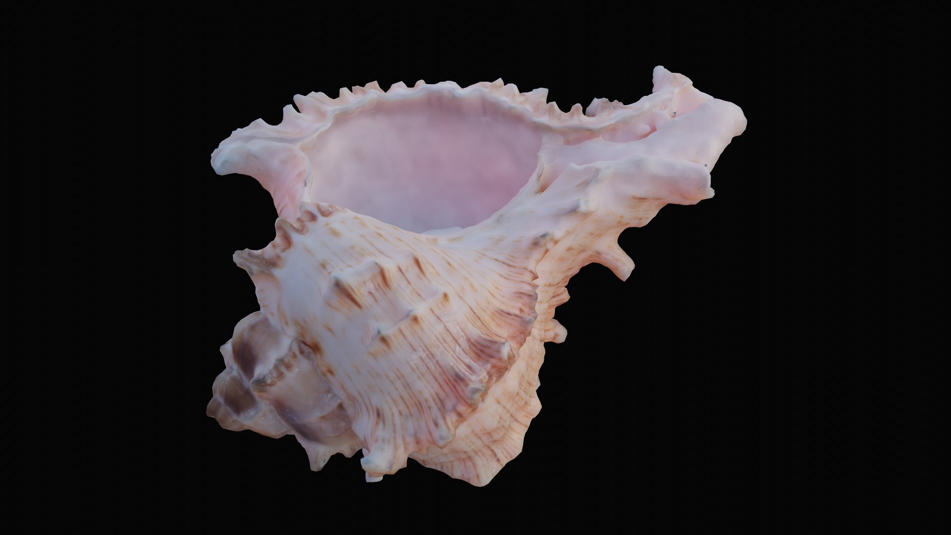 3D murex sea shell https://p.turbosquid.com/ts-thumb/Ox/VmygTb/AdrX3DYy/1597945075242_turntable_4_blackbg/png/1601324588/1920x1080/fit_q87/658a631e958a46f66b330cf6a6e8392a42de428b/1597945075242_turntable_4_blackbg.jpg