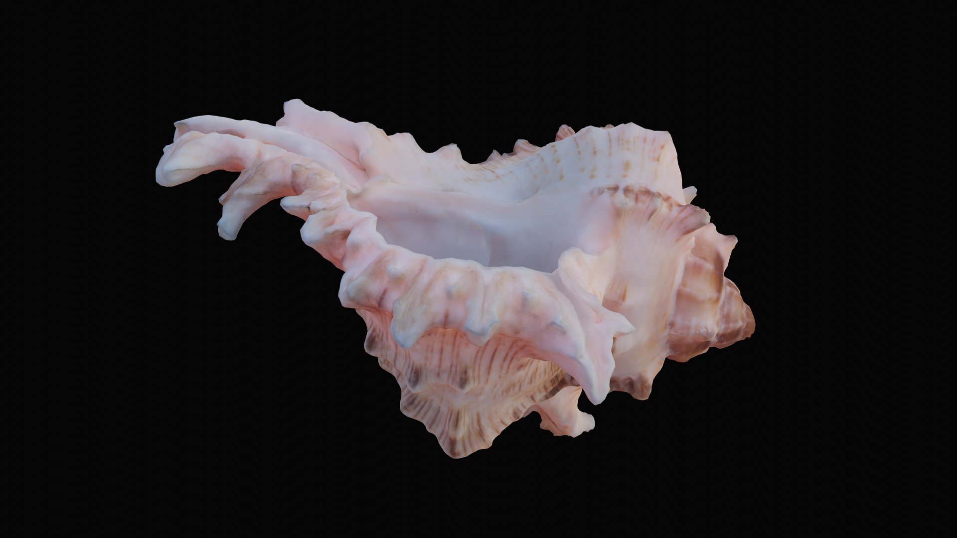3D murex sea shell - TurboSquid 1627562