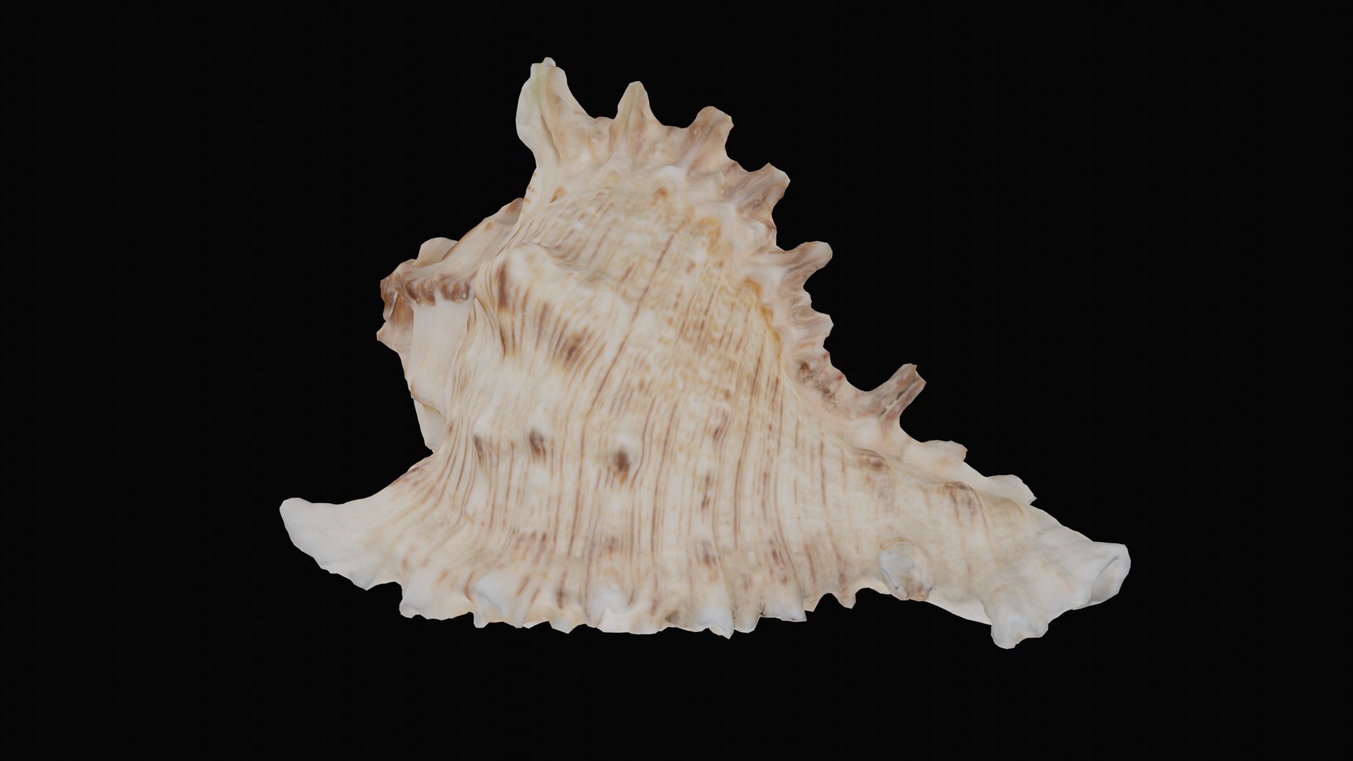 3D murex sea shell https://p.turbosquid.com/ts-thumb/Ox/VmygTb/CkvGzcNC/1597944386029_basecolor_blackbg/png/1601324565/1920x1080/fit_q87/aa6f7137486b2b38ecf53df09780853252ade6c2/1597944386029_basecolor_blackbg.jpg
