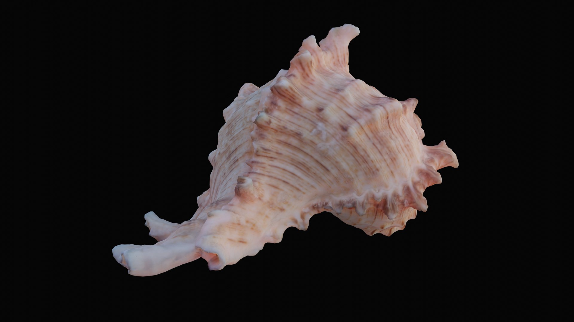 3D murex sea shell https://p.turbosquid.com/ts-thumb/Ox/VmygTb/PTZXNEUq/1597944621528_turntable_6_blackbg/png/1601324503/1920x1080/fit_q87/c0893a5c8c409d9d96ee95be9baa6aecf1878a2e/1597944621528_turntable_6_blackbg.jpg