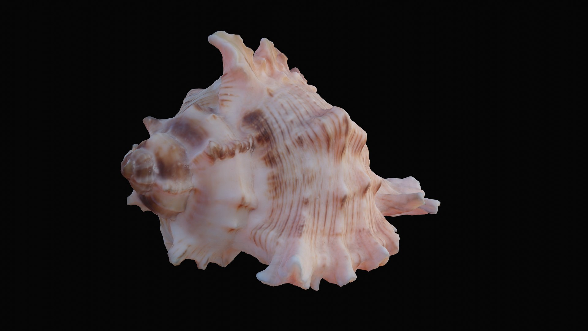 3D murex sea shell https://p.turbosquid.com/ts-thumb/Ox/VmygTb/UQLauqwt/1597944445664_turntable_1_blackbg/png/1601324532/1920x1080/fit_q87/3cbfe262429f1ff2f454ff8733ecd6cfd85e0d72/1597944445664_turntable_1_blackbg.jpg