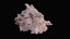 Small Murex Sea Shell