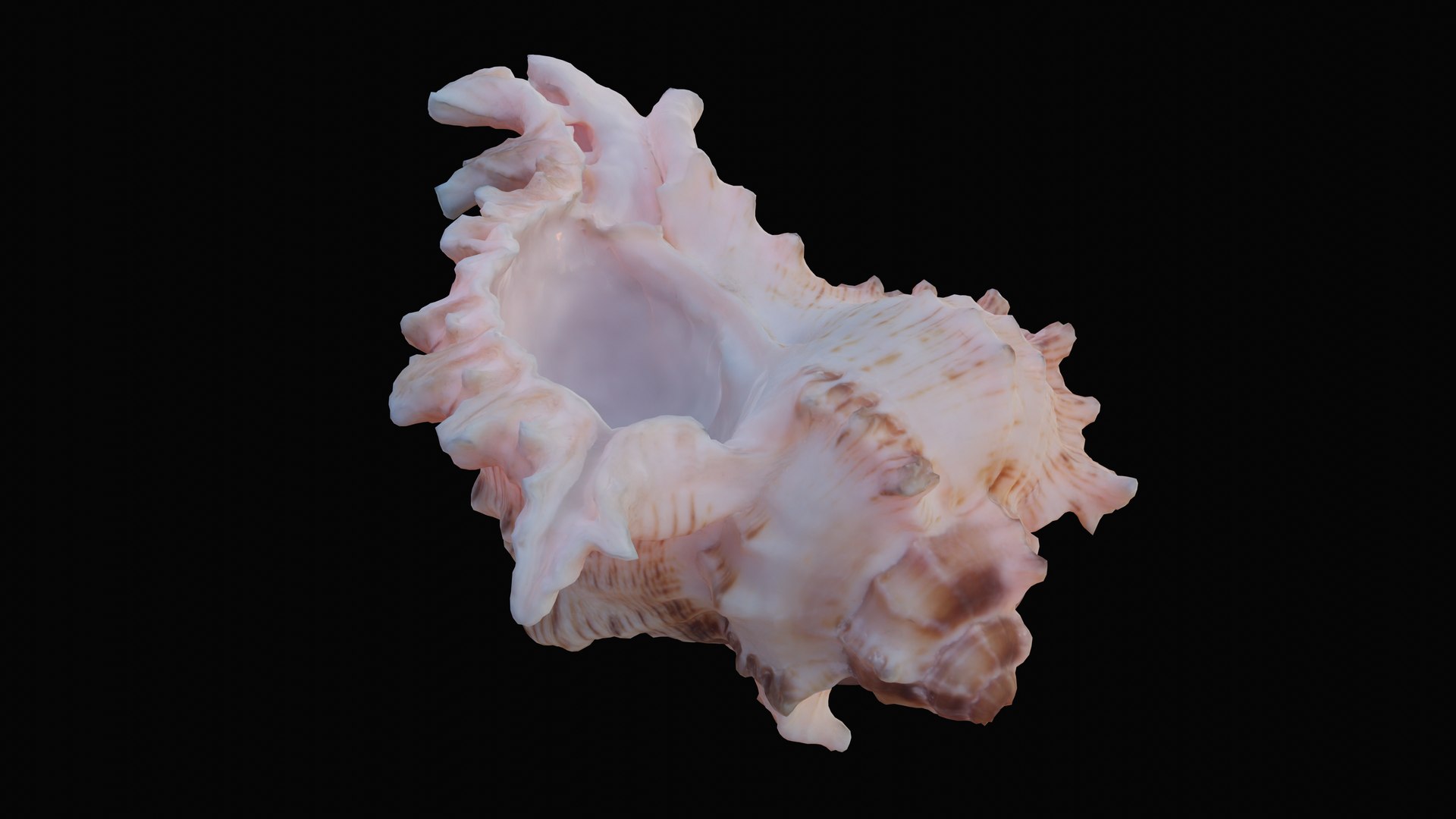 3D murex sea shell https://p.turbosquid.com/ts-thumb/Ox/VmygTb/VISykzYu/1597945166324_turntable_6_blackbg/png/1601324583/1920x1080/fit_q87/7efaf0ffde57d80d9b818b130b4afd615cd16fc1/1597945166324_turntable_6_blackbg.jpg
