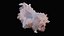 Small Murex Sea Shell