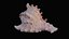 Small Murex Sea Shell