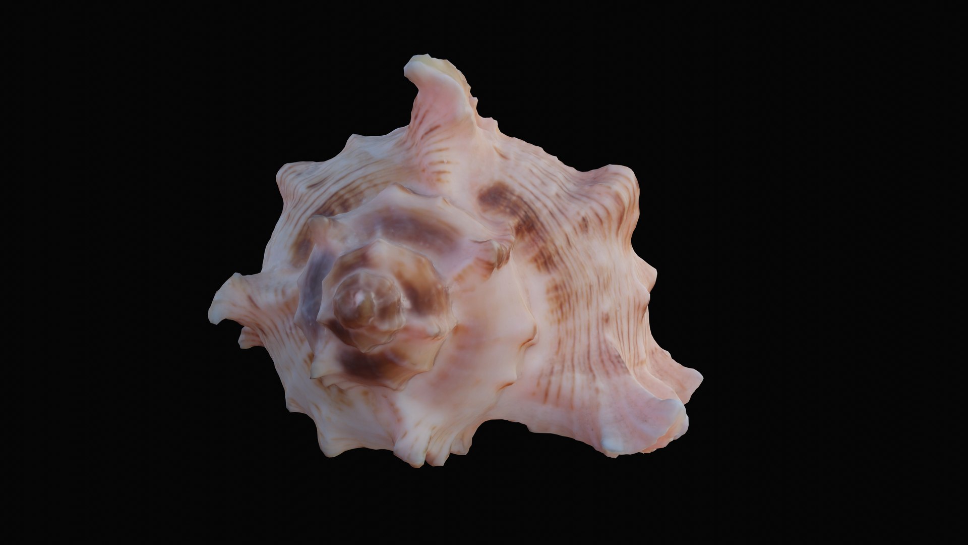 3D murex sea shell https://p.turbosquid.com/ts-thumb/Ox/VmygTb/WYkNoH2O/1597944484389_turntable_2_blackbg/png/1601324520/1920x1080/fit_q87/58b6f74654b5d48993c77d609449aa99bdf2145f/1597944484389_turntable_2_blackbg.jpg