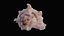 Small Murex Sea Shell