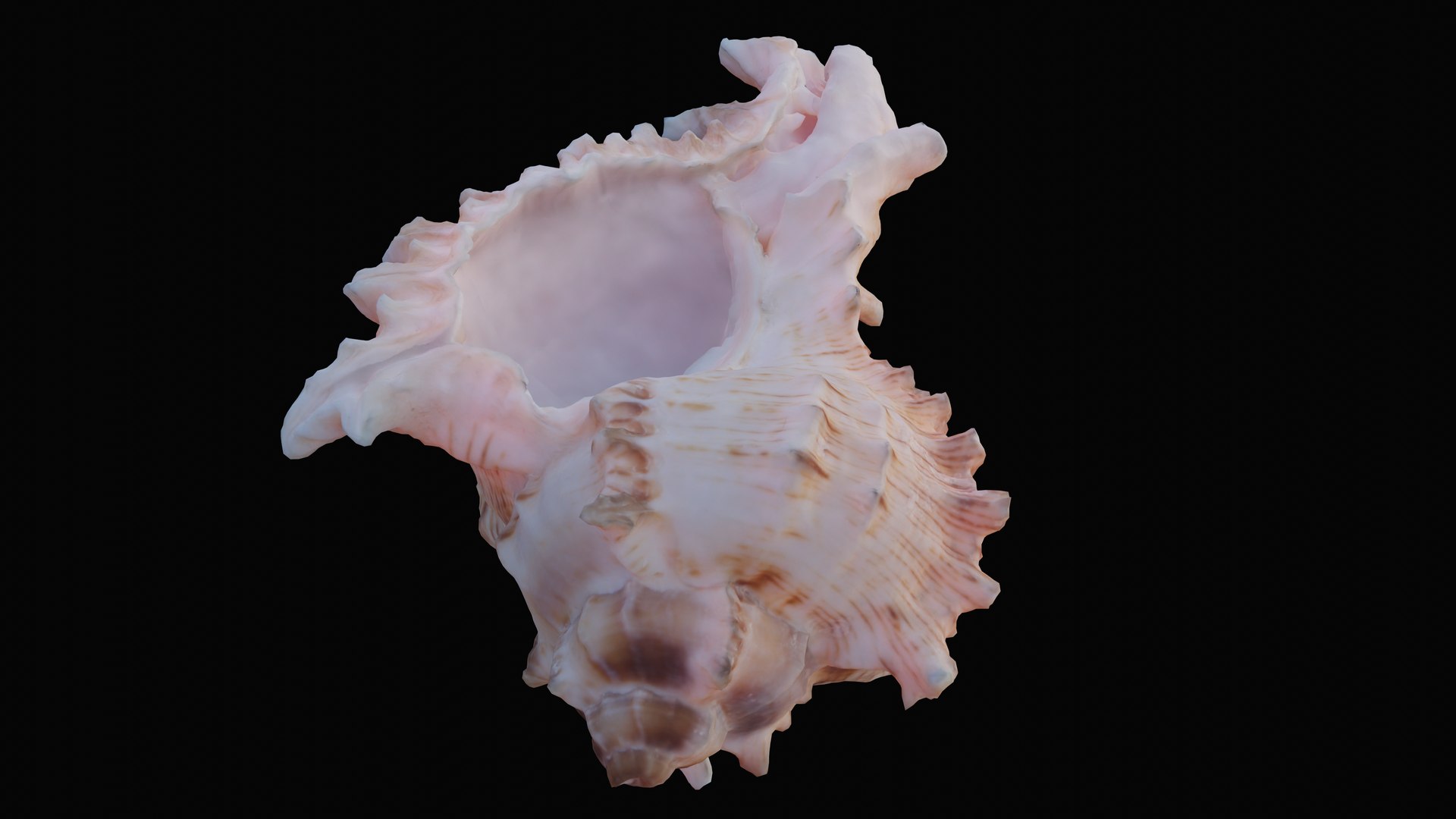 3D murex sea shell https://p.turbosquid.com/ts-thumb/Ox/VmygTb/gsFpV6y8/1597945121837_turntable_5_blackbg/png/1601324585/1920x1080/fit_q87/64ab1d8a6a8e583a9c9c274c938b4c650abdc887/1597945121837_turntable_5_blackbg.jpg