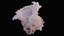 Small Murex Sea Shell