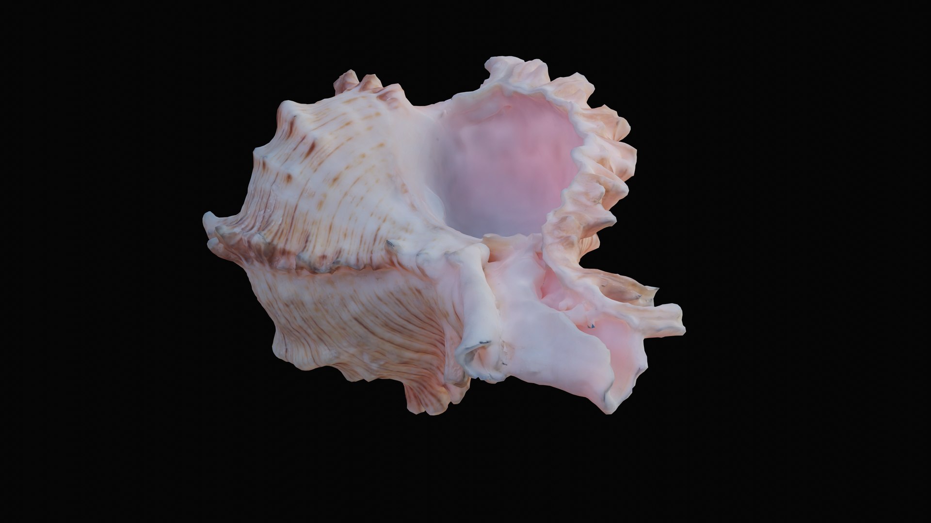 3D murex sea shell https://p.turbosquid.com/ts-thumb/Ox/VmygTb/gsI5uNvO/1597944984468_turntable_2_blackbg/png/1601324612/1920x1080/fit_q87/58ba38509d29fa4a67e20ea9cdbabb44b52c73fb/1597944984468_turntable_2_blackbg.jpg