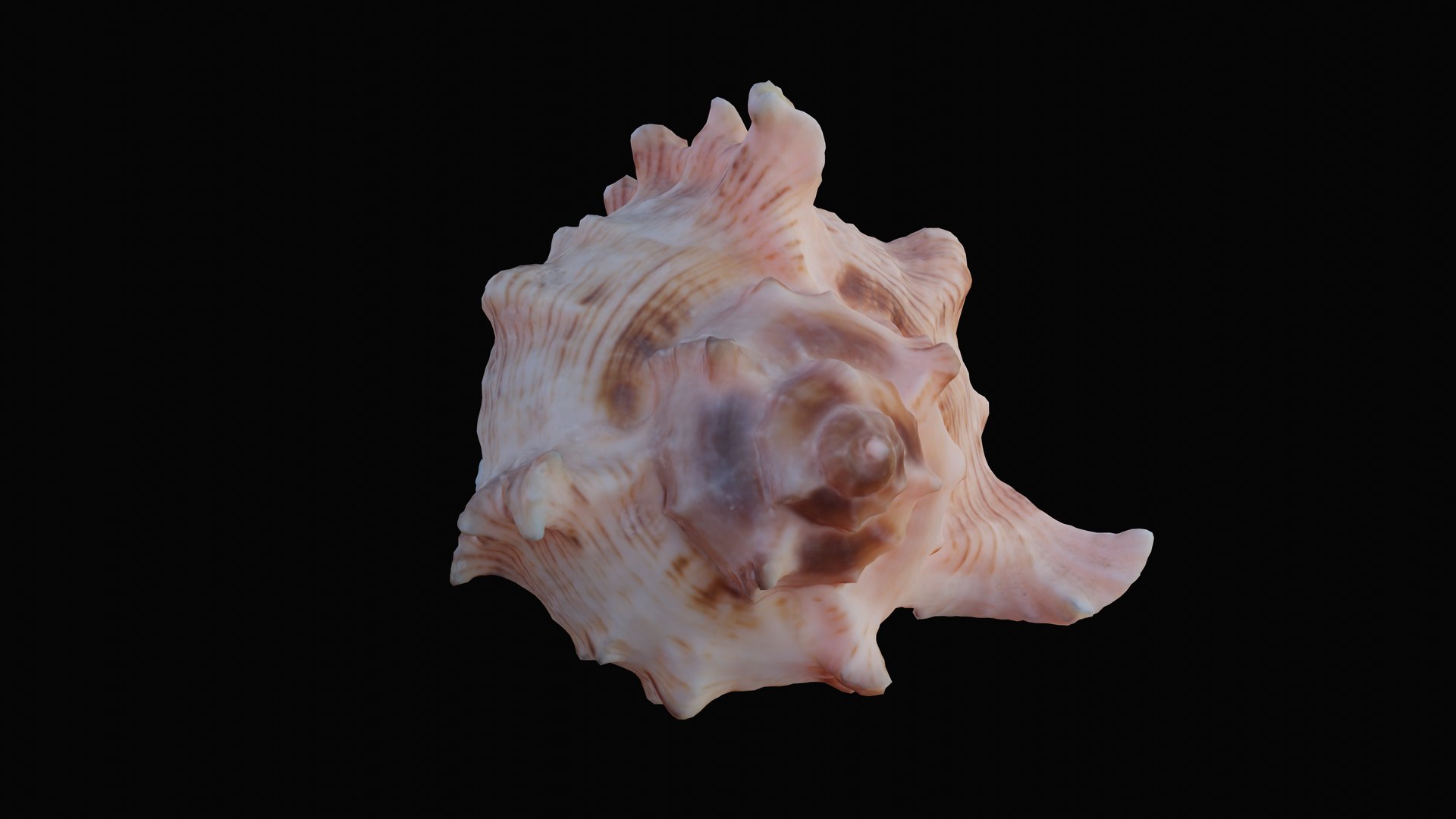 3D murex sea shell https://p.turbosquid.com/ts-thumb/Ox/VmygTb/iZTJCFov/1597944520673_turntable_3_blackbg/png/1601324518/1920x1080/fit_q87/652851d2c62c479902a53e21f3f930d9d3f11e92/1597944520673_turntable_3_blackbg.jpg
