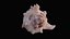 Small Murex Sea Shell