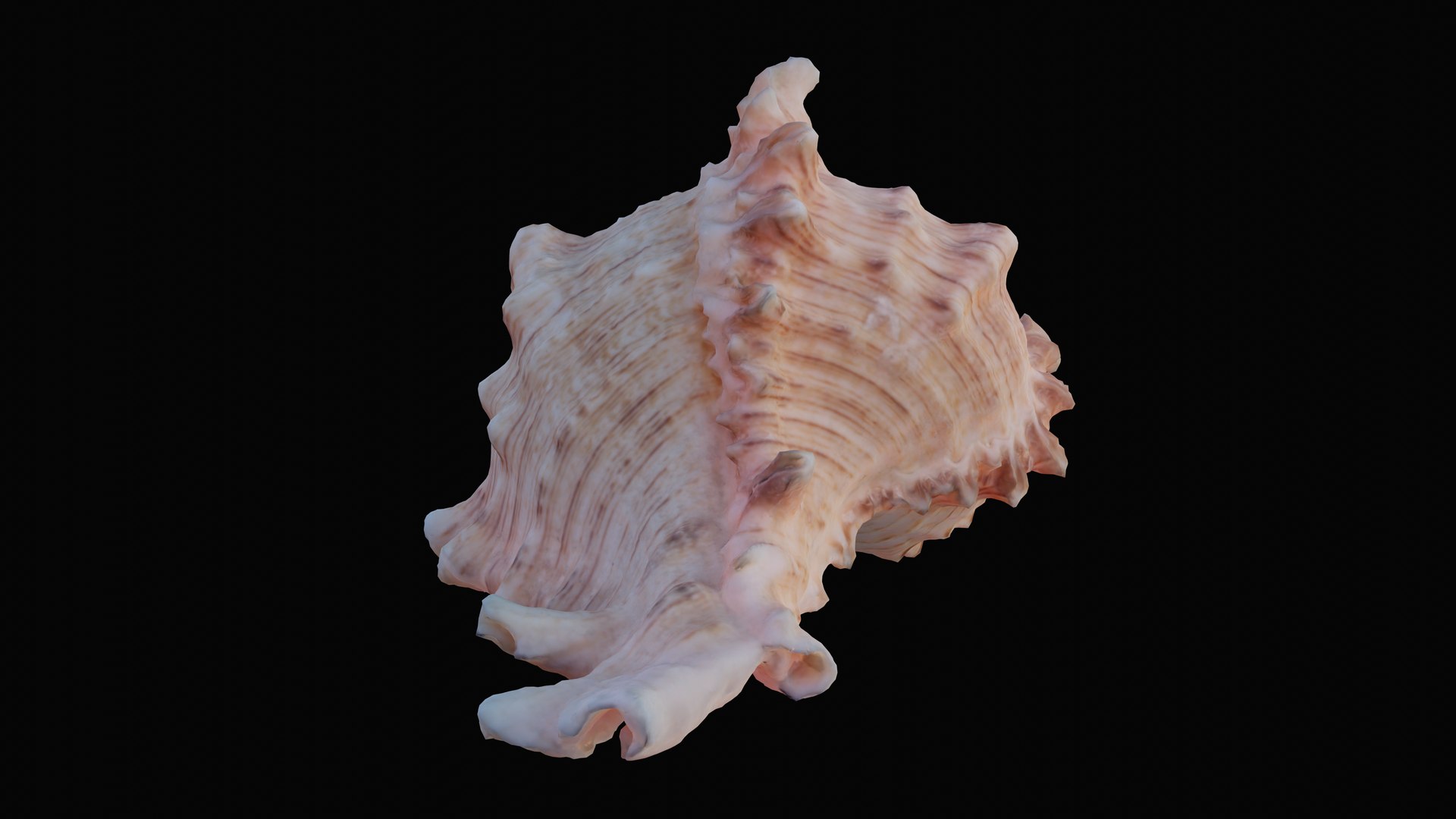 3D murex sea shell https://p.turbosquid.com/ts-thumb/Ox/VmygTb/k3ReCZQw/1597944656900_turntable_7_blackbg/png/1601324502/1920x1080/fit_q87/b460b036278768a51f39e432cb4b153a44cf09ae/1597944656900_turntable_7_blackbg.jpg