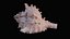 Small Murex Sea Shell