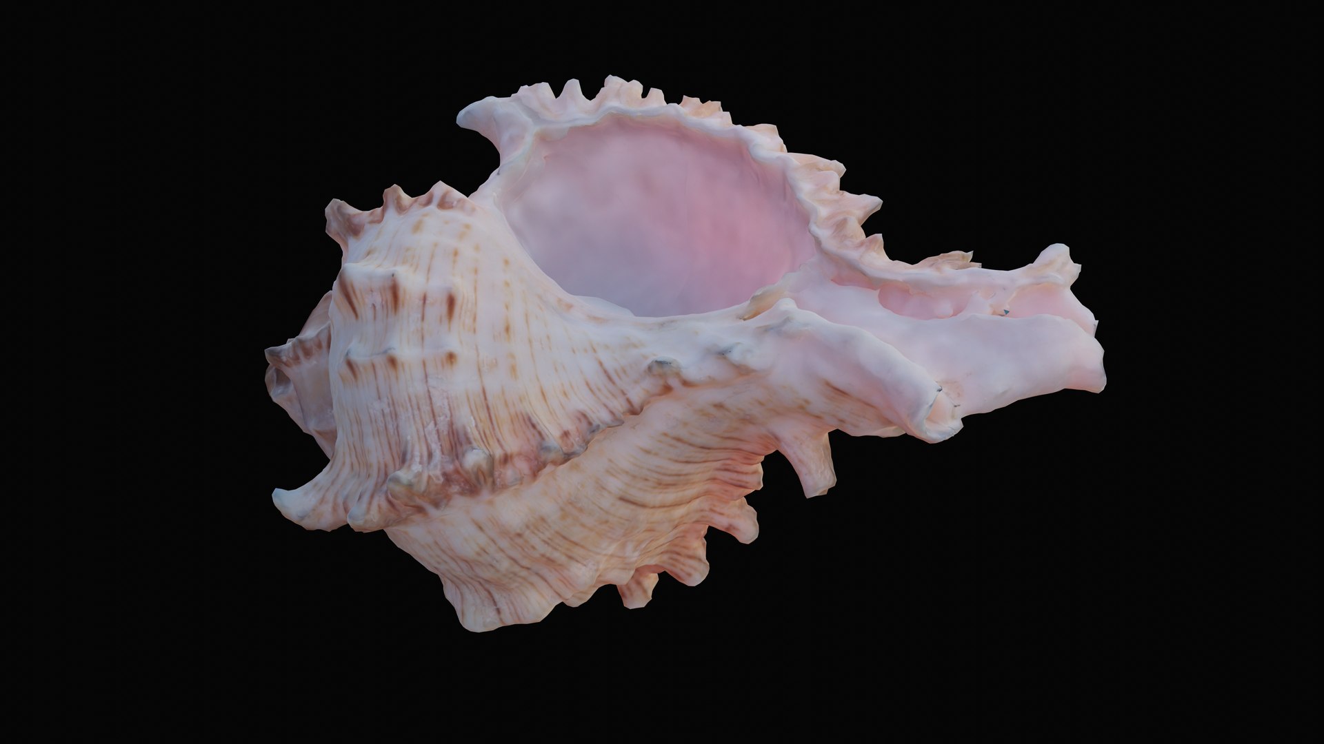 3D murex sea shell https://p.turbosquid.com/ts-thumb/Ox/VmygTb/sChEY6Zs/1597945027961_turntable_3_blackbg/png/1601324611/1920x1080/fit_q87/569dd1047467fa4447b05b6d48d34180000be8ed/1597945027961_turntable_3_blackbg.jpg