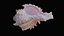 Small Murex Sea Shell