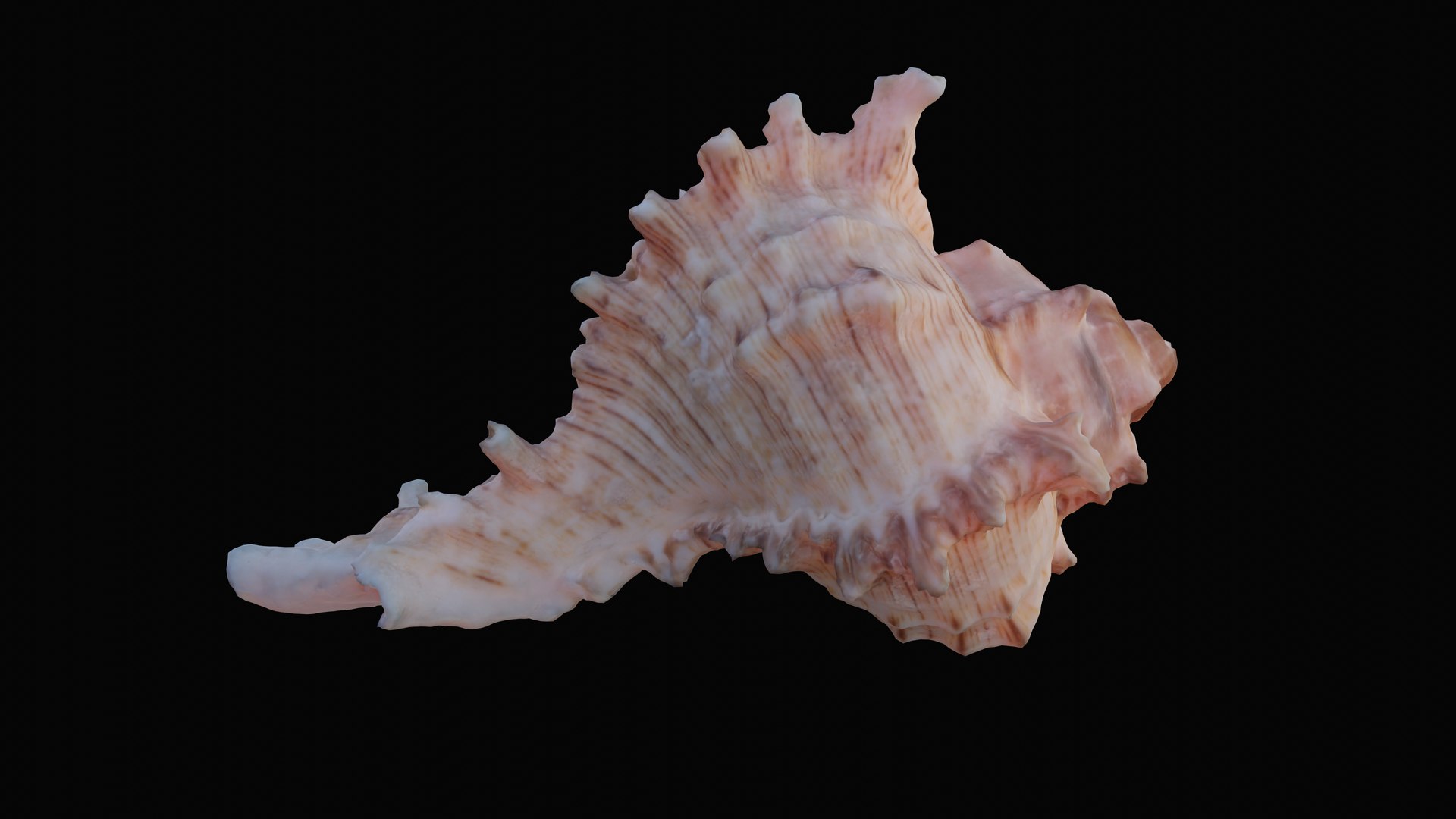 3D murex sea shell https://p.turbosquid.com/ts-thumb/Ox/VmygTb/sx5GED7f/1597944586810_turntable_5_blackbg/png/1601324507/1920x1080/fit_q87/10785116cc2e5bad33429e4458b623f54121d24d/1597944586810_turntable_5_blackbg.jpg