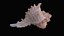 Small Murex Sea Shell