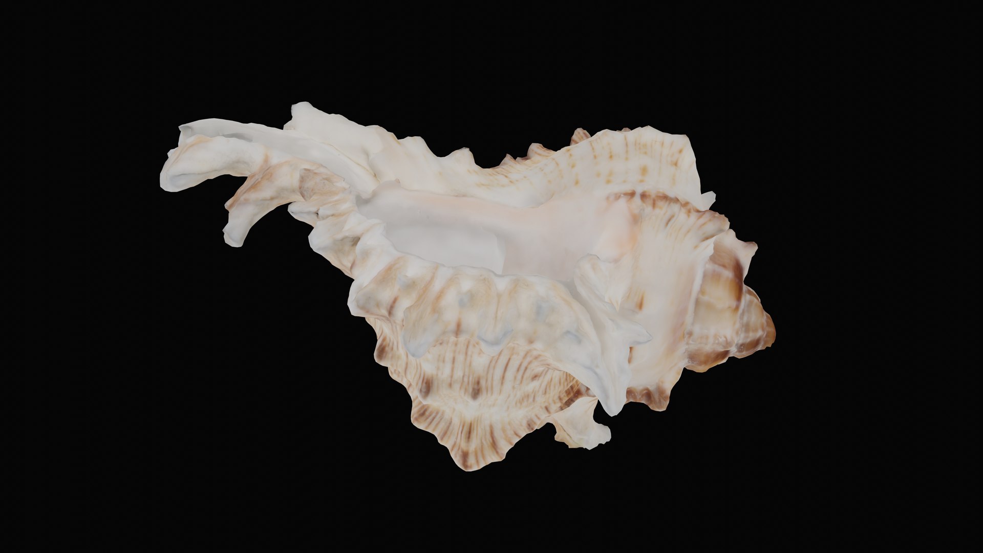 3D murex sea shell https://p.turbosquid.com/ts-thumb/Ox/VmygTb/zVWq5kPw/1597944887824_basecolor_blackbg/png/1601324480/1920x1080/fit_q87/8926ee15abf40ce318b78de9bfae3d1d2abfa122/1597944887824_basecolor_blackbg.jpg