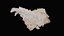 Small Murex Sea Shell