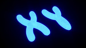 Chromosome 3D model