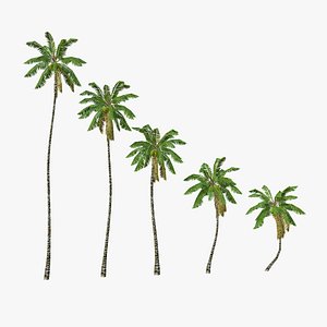 Coconut palm tree 03 - Low Poly