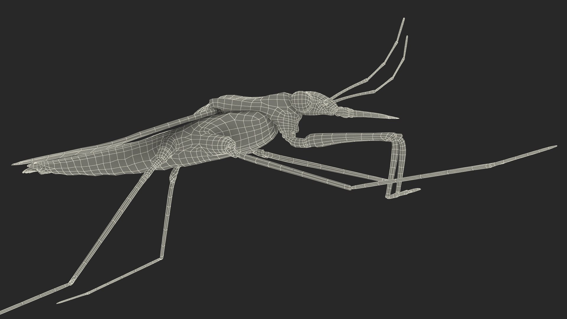 3D Water Strider Stand Pose Model - TurboSquid 2114398