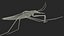 3D Water Strider Stand Pose model