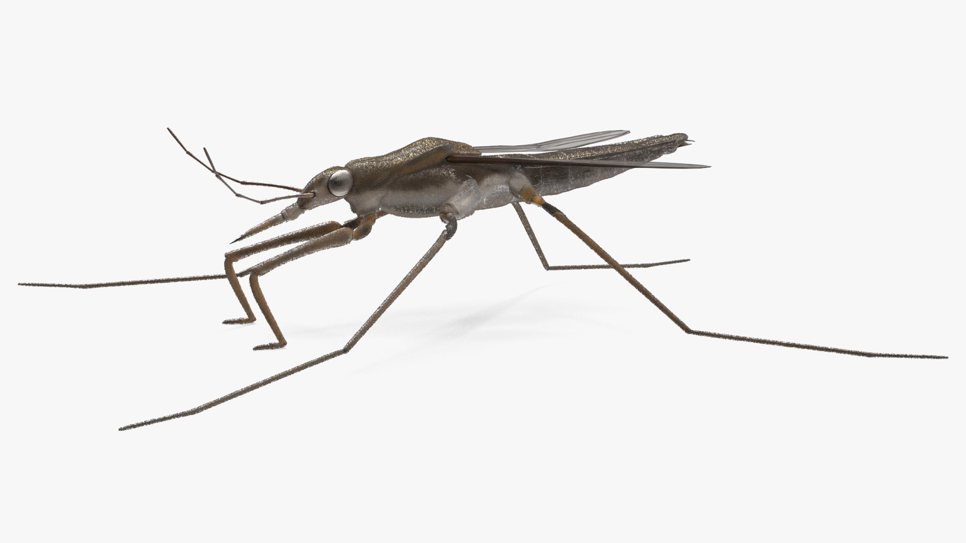 3D Water Strider Stand Pose model https://p.turbosquid.com/ts-thumb/Ox/yvoWwj/HW/waterstriderstandposevray3dmodel001/jpg/1692629324/1920x1080/fit_q87/8ed4a2c93caa614ae18e24b4c588915e1fdf336f/waterstriderstandposevray3dmodel001.jpg