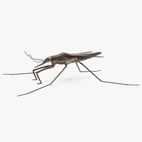 Water Strider Stand Pose