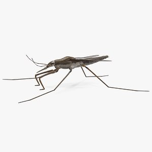 Water Strider Stand Pose