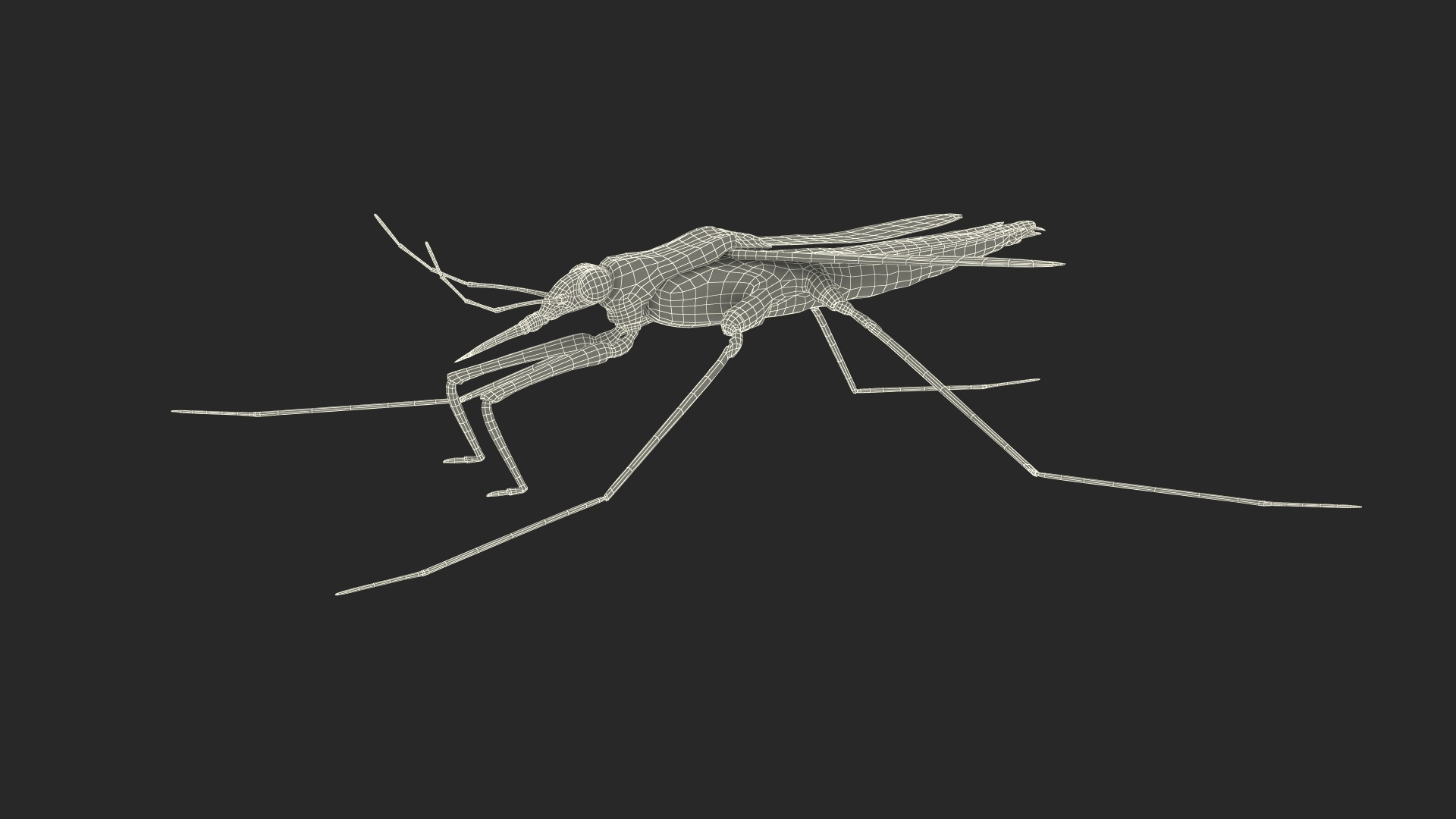 3D Water Strider Stand Pose Model - TurboSquid 2114398