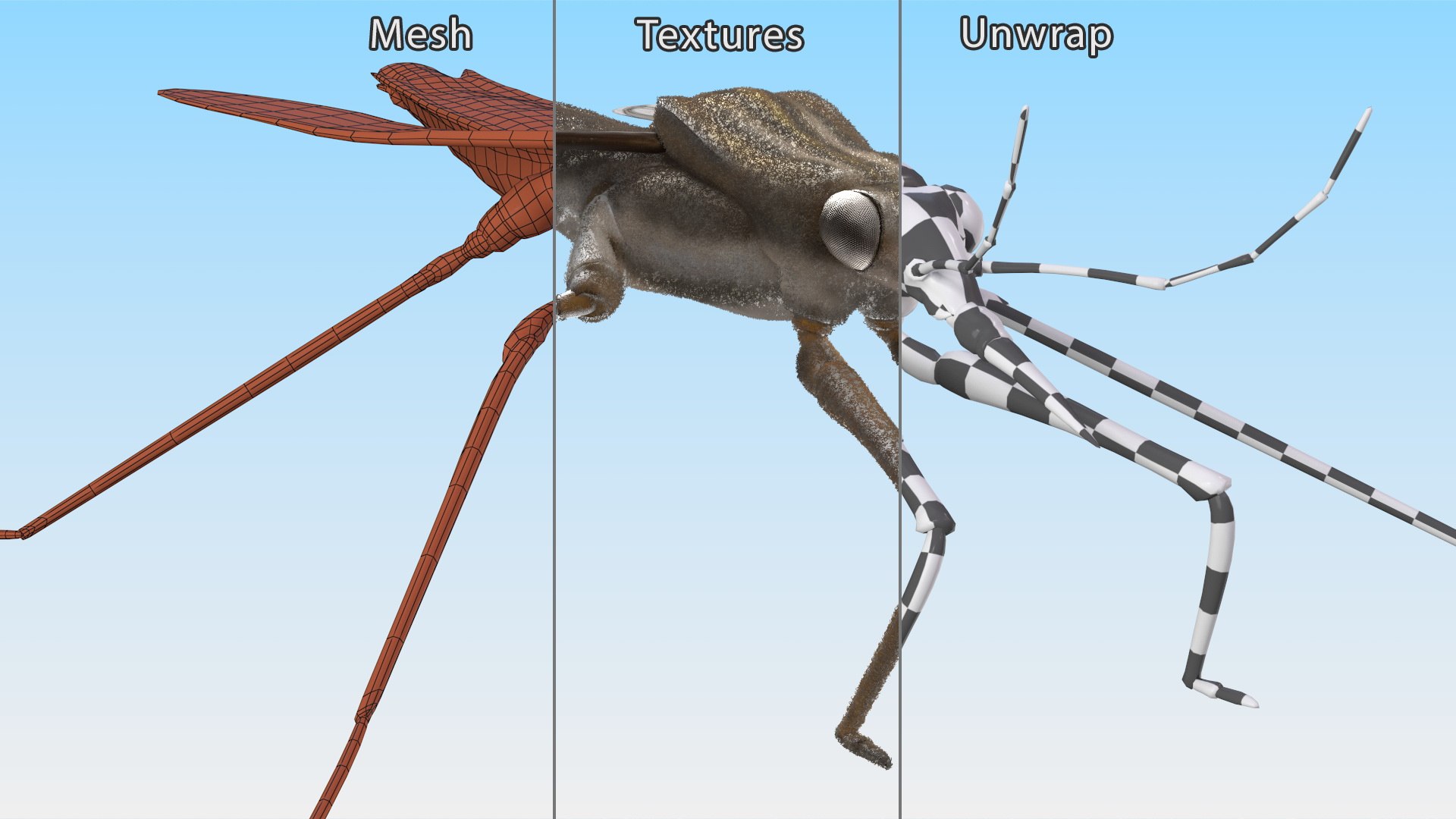 3D Water Strider Stand Pose Model - TurboSquid 2114398