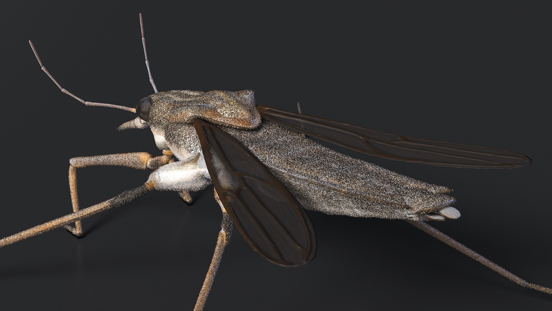 3D Water Strider Stand Pose Model - TurboSquid 2114398
